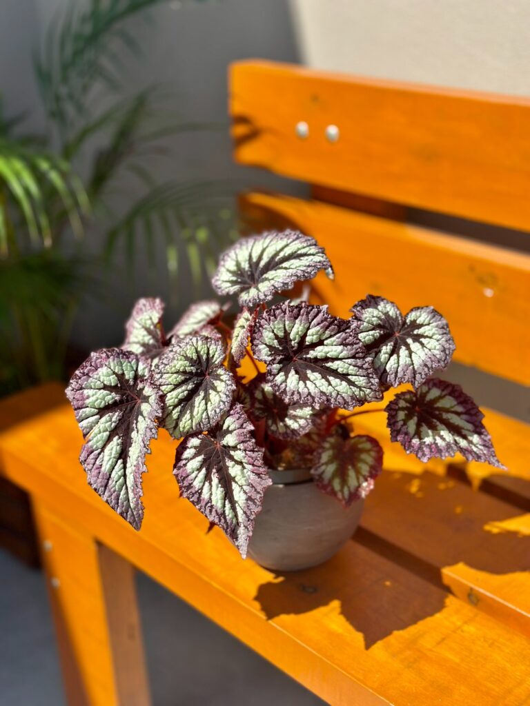 Begônia Rex