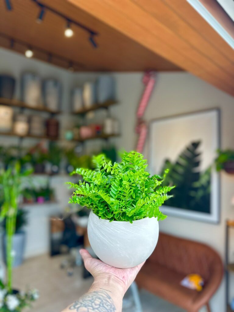 Samambaia mini