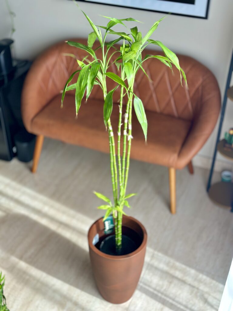 Bambu da sorte ( com cachepô em torno de 1,65 m)