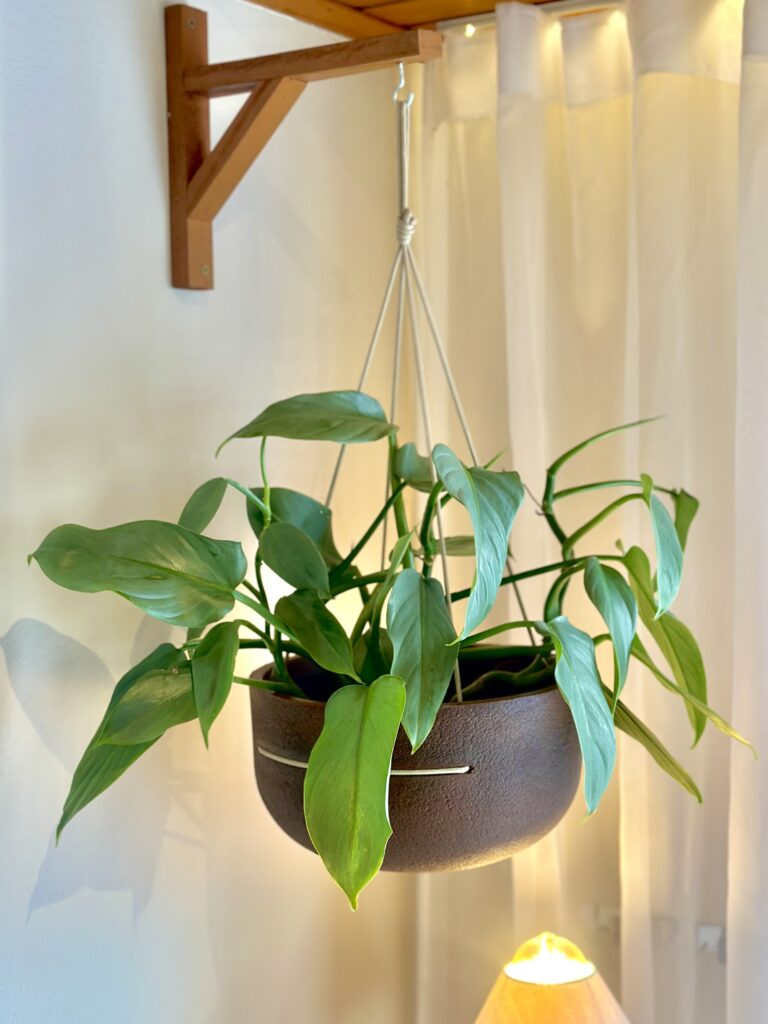 Philodendron grey