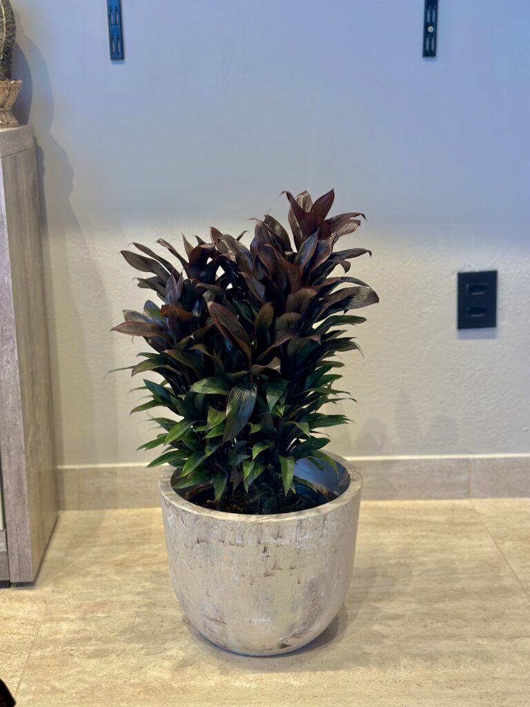Dracena vermelha compacta