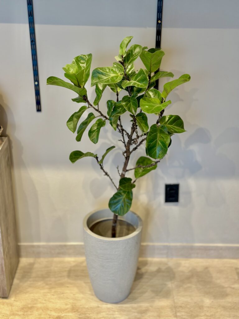 Ficus lyrata bambino