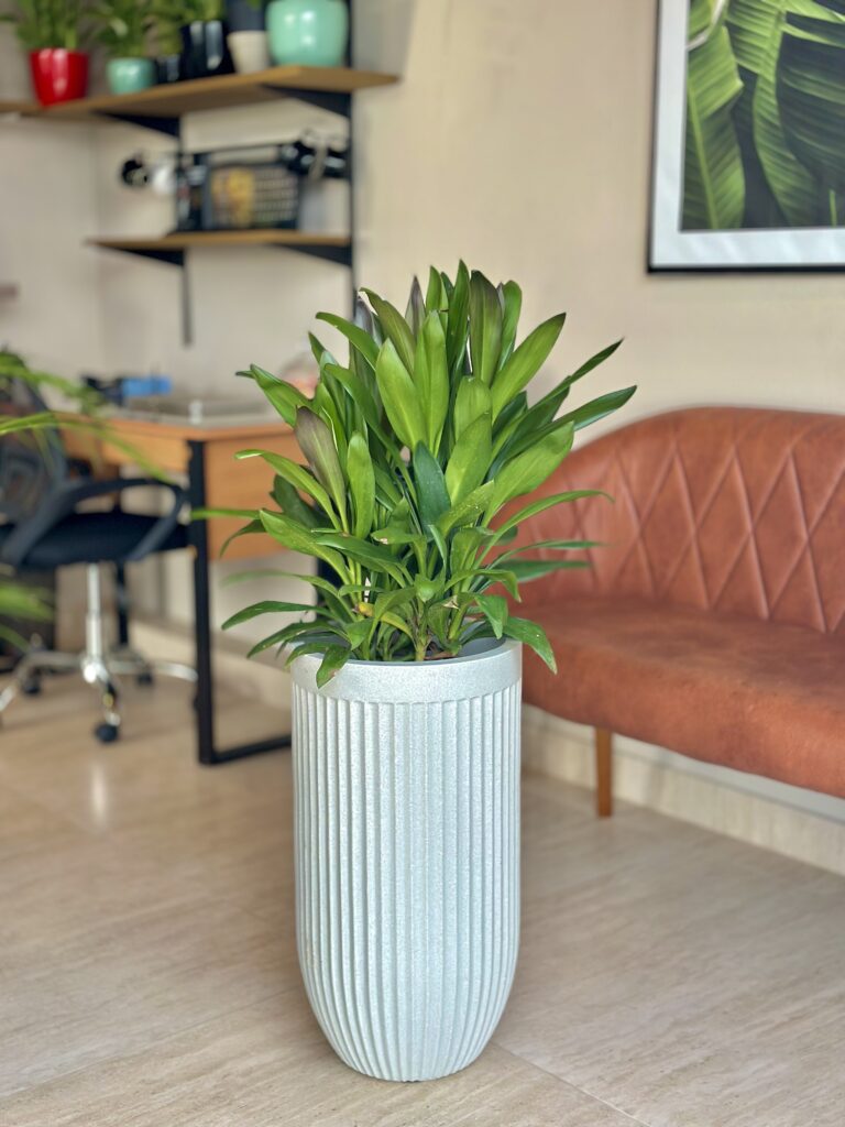 Dracena verde compacta