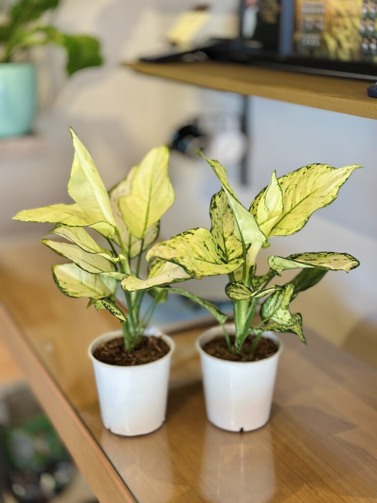 Aglaonema white joy