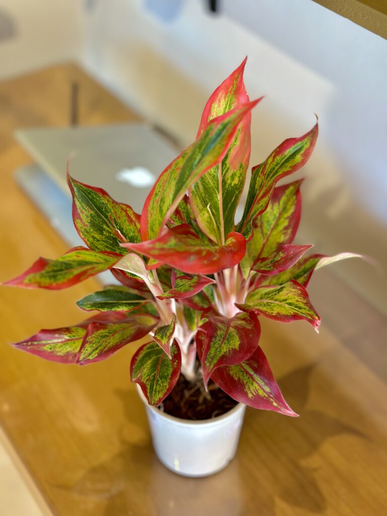 Aglaonema creta