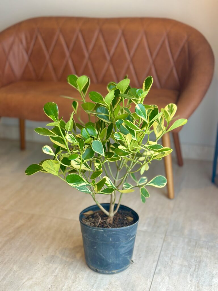 Clúsia grande Variegata