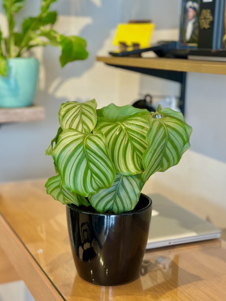 Maranta orbifolia