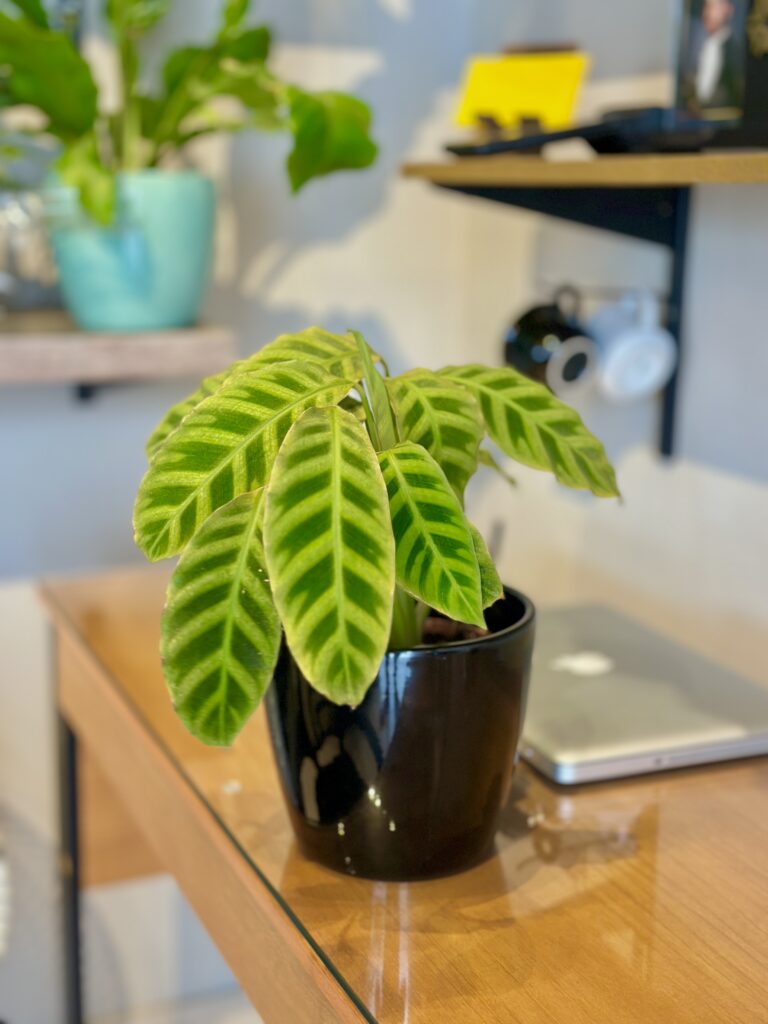 Maranta zebrina