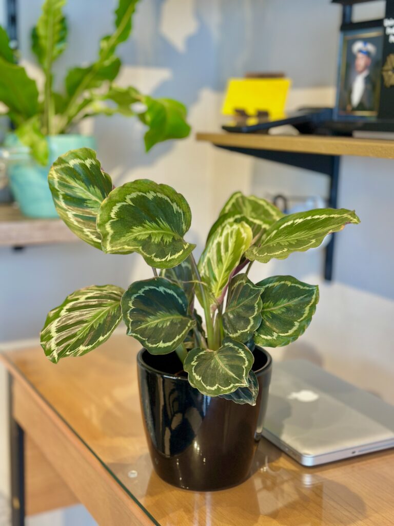 Maranta medalhão