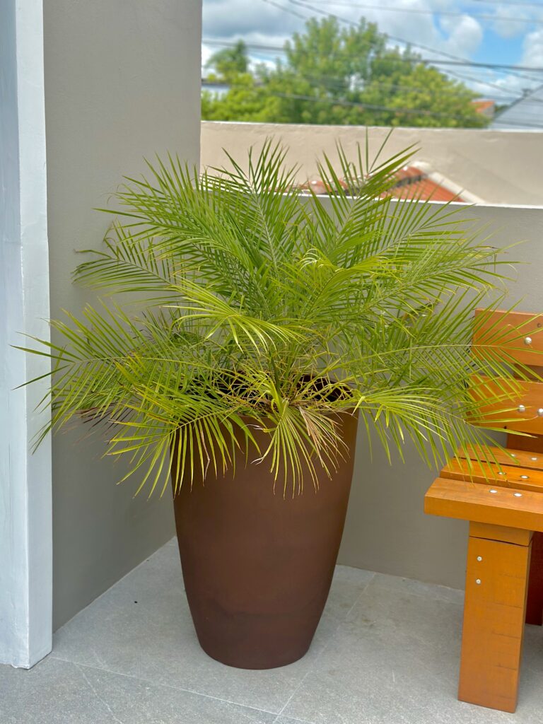 Palmeira Fênix G