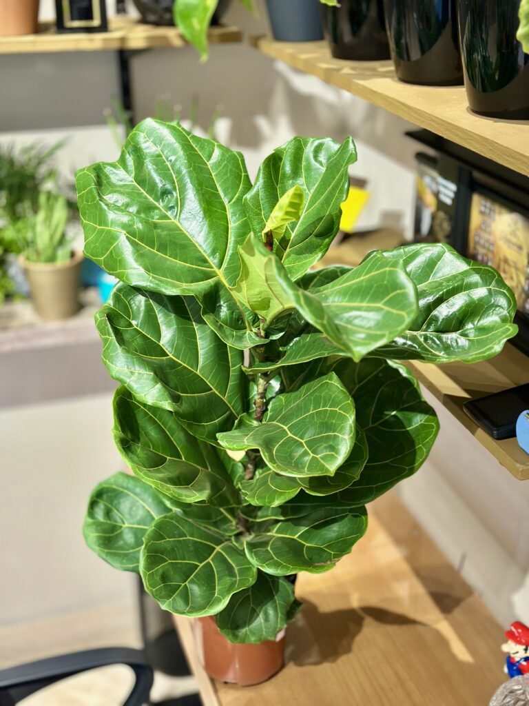 Ficus folhas largas