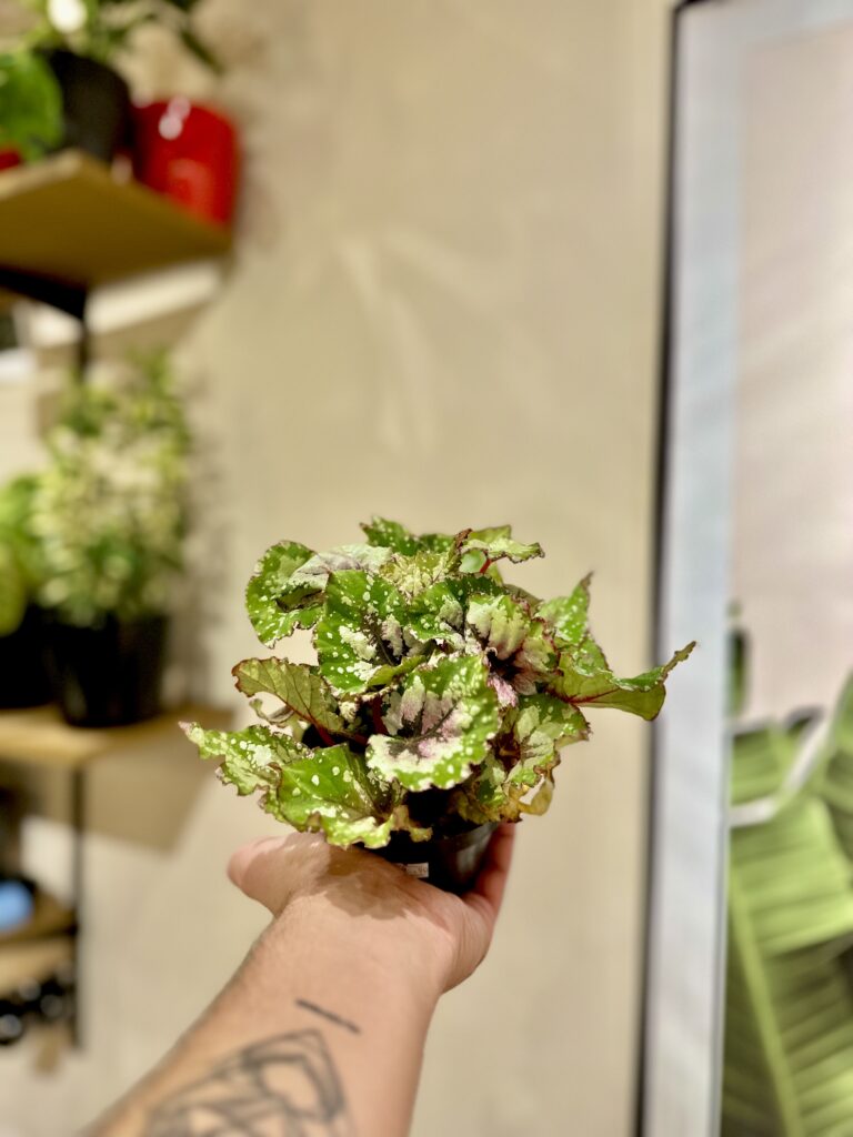 Begônia Rex