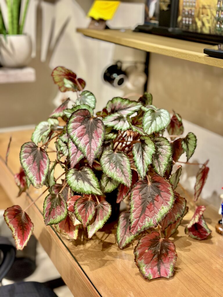 Begônia Rex GG