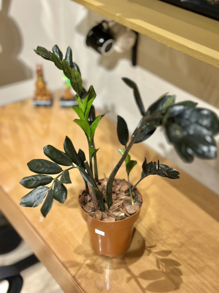 Zamioculca black