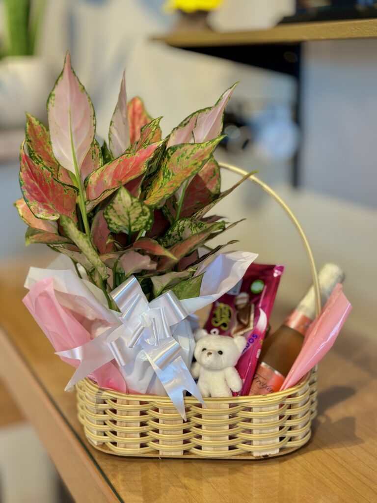 Cesta M + Aglaonema + barra de chocolate + mini freixenet + ursinho