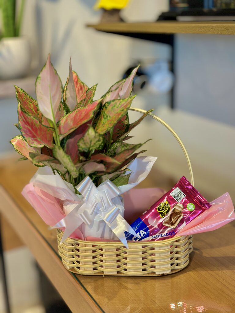 Cesta M + Aglaonema + barra de chocolate