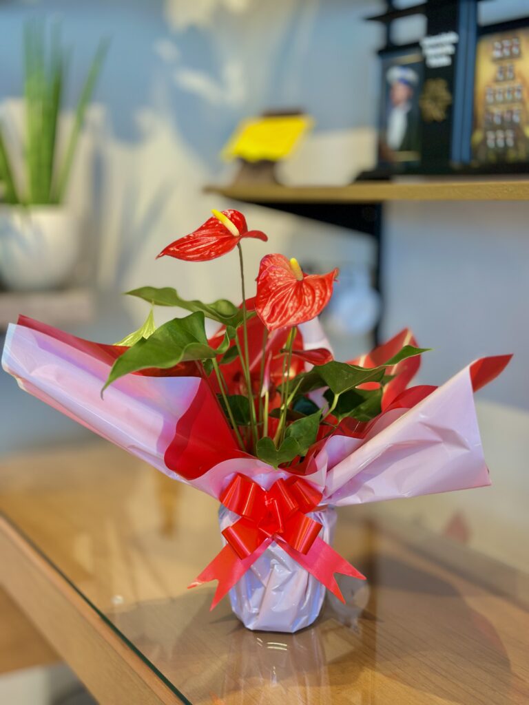 Antúrio vermelho embalado