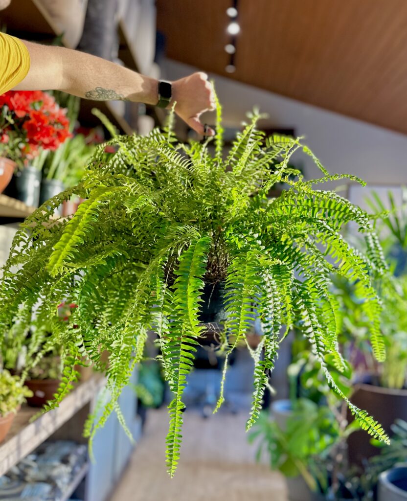 Samambaia americana
