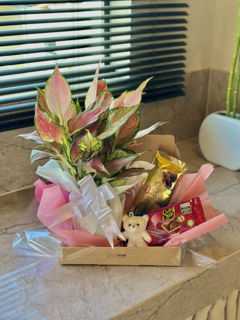 Caixinha de papelão + Aglaonema + ursinho + duas barras de chocolate