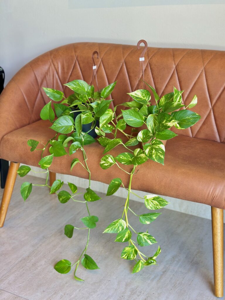 Jiboia Variegata cuia 13 ( +pendente )