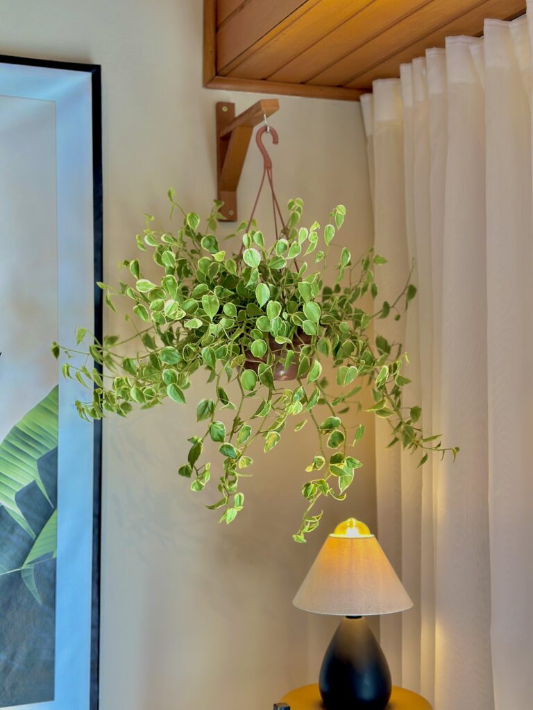 Peperomia scandens G