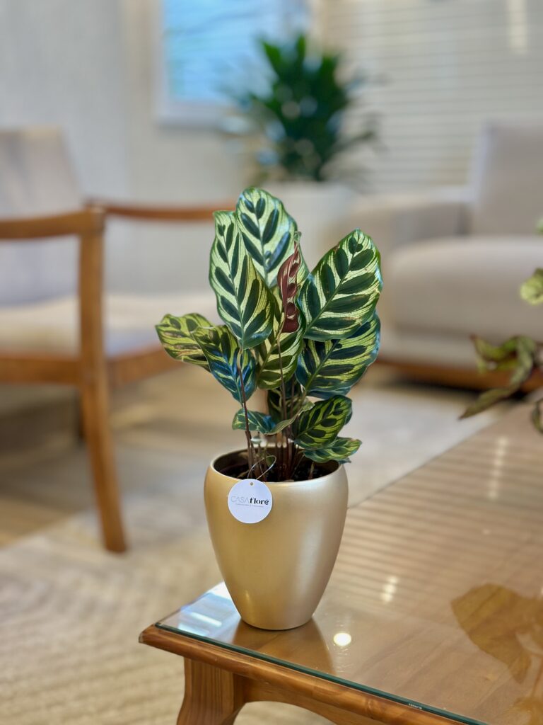Maranta pavão