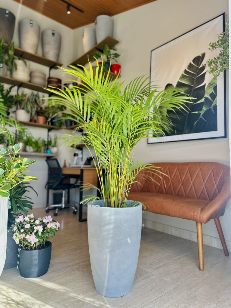 Areca bambu
