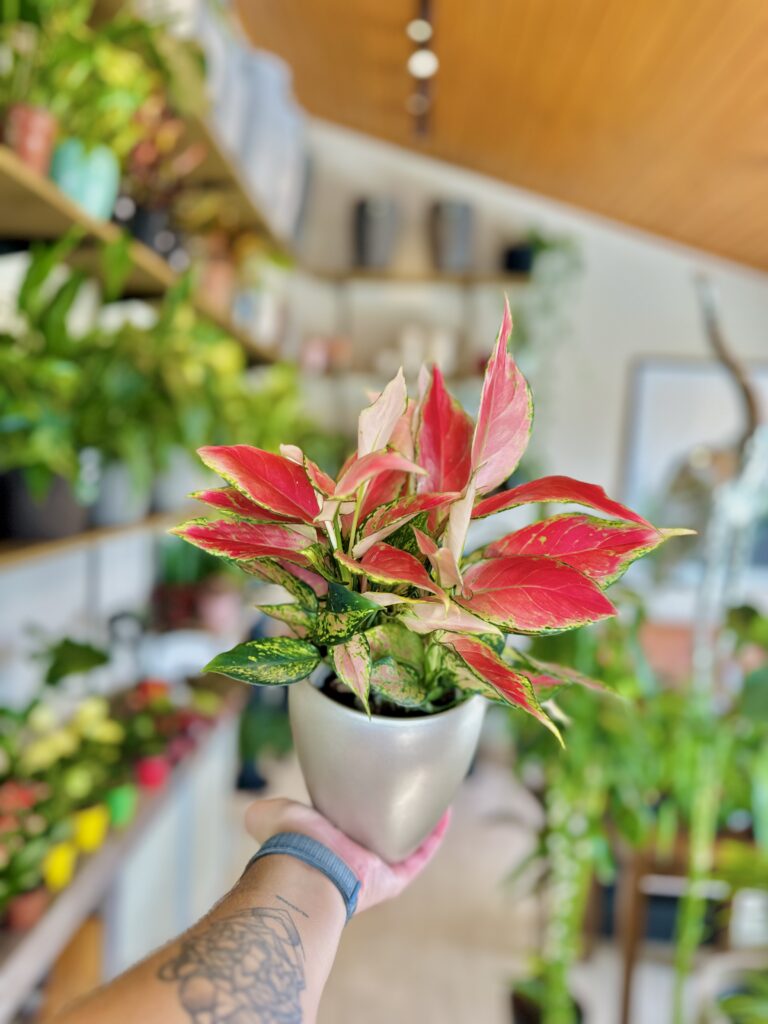 Aglaonema Crimson Love