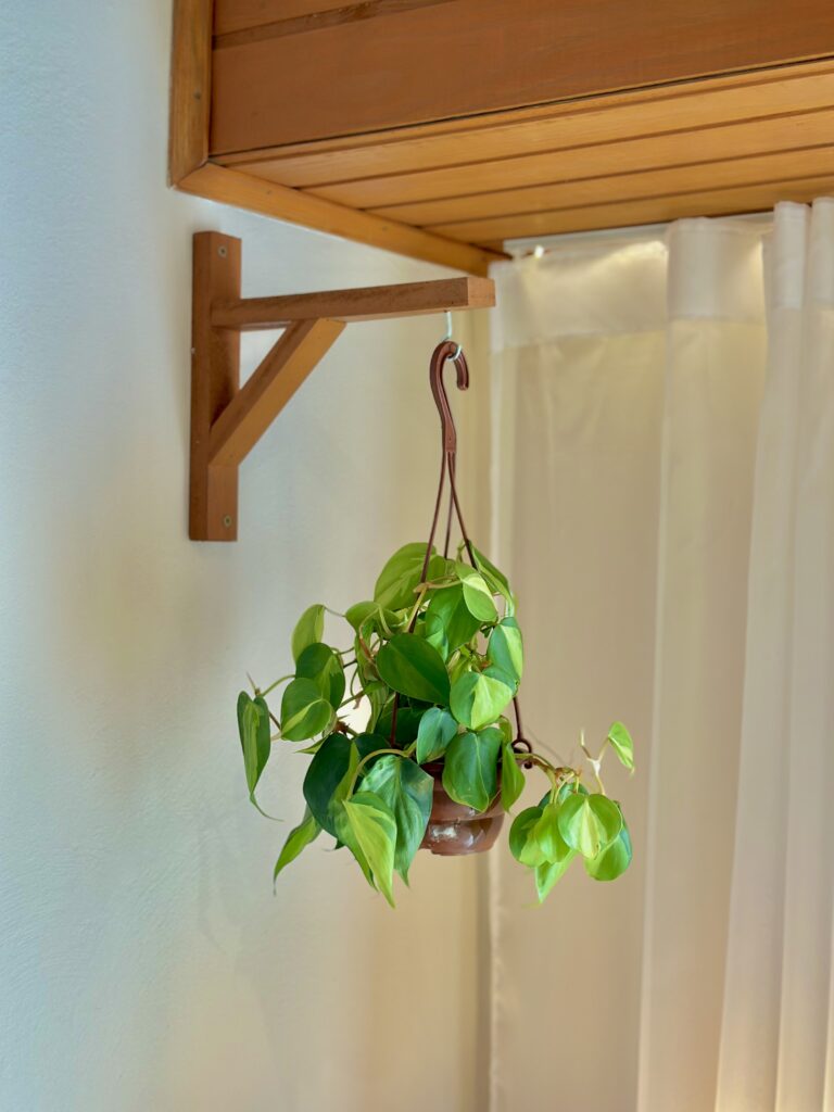 Philodendron brasil cuia 13