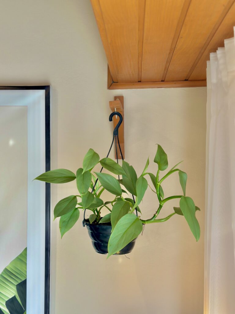 Philodendron grey
