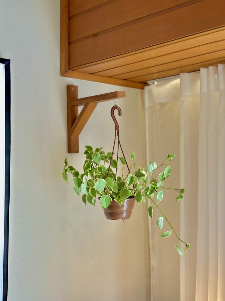 Peperomia scandens cuia 13