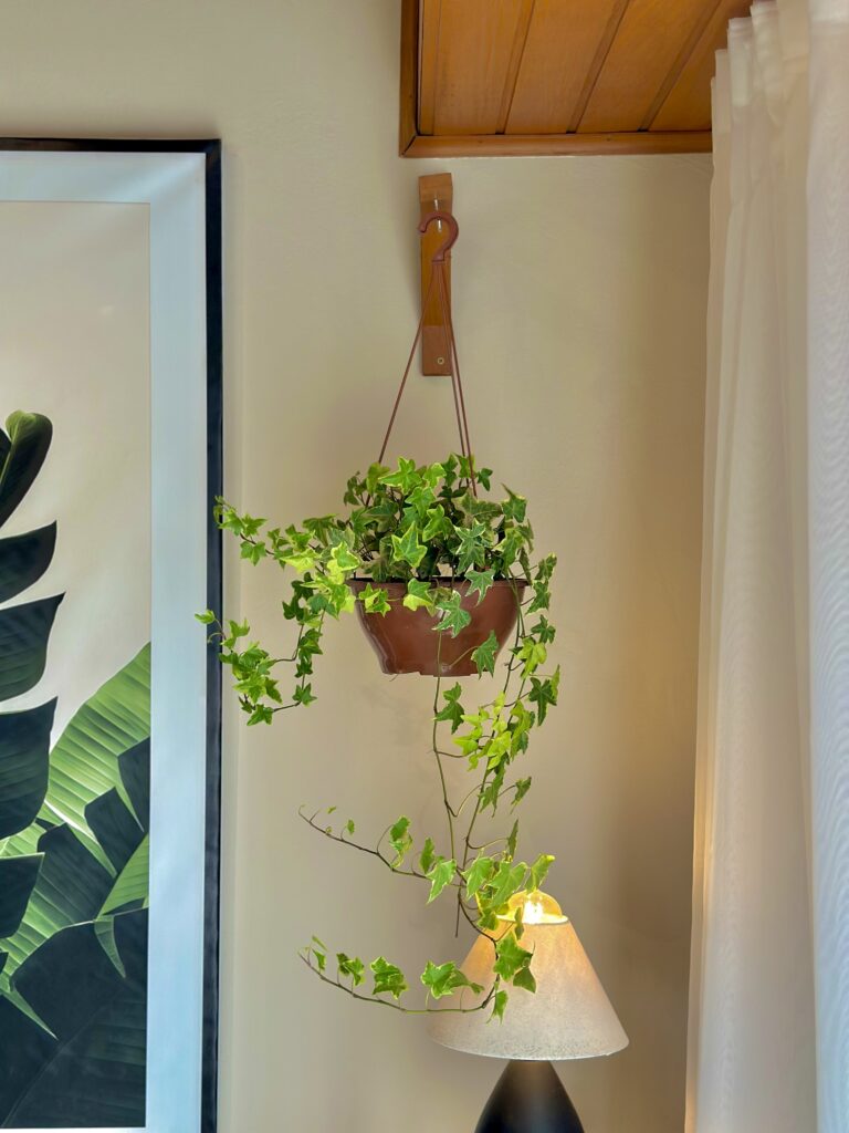 Hera Variegata
