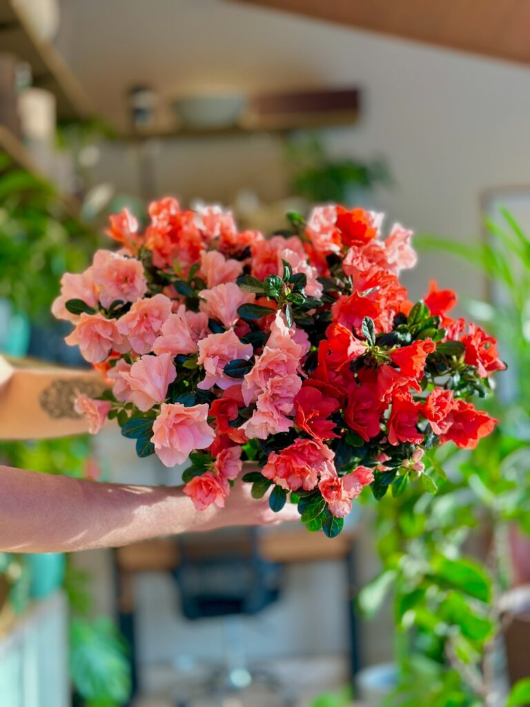 Plantas especiais
