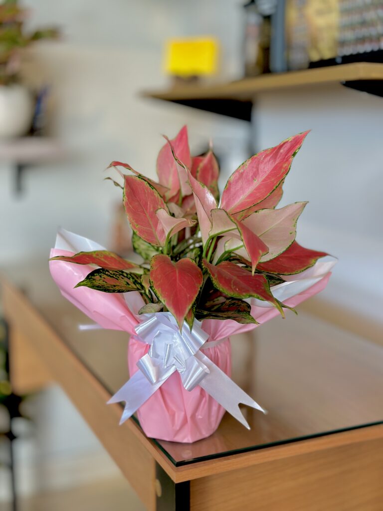 Aglaonema embalada ( ADICIONE UM BALÃO CORAÇÃO POR R$: 8,90 )