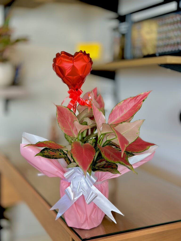 Aglaonema embalada + balão coração