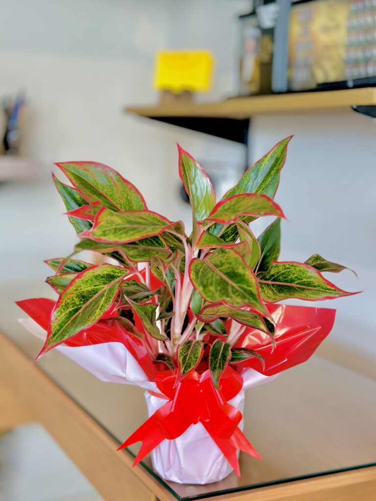 Aglaonema embalada