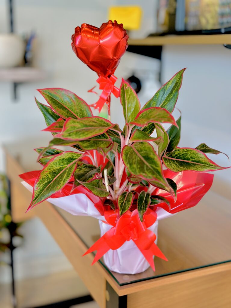 Aglaonema embalada + balão coração