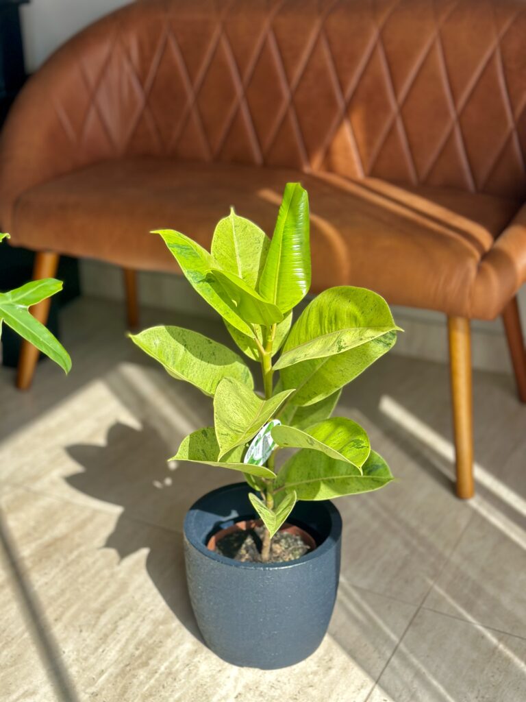 Ficus elastica ‘Shivereana’ limão