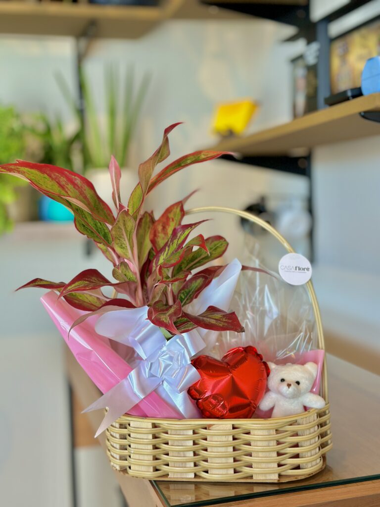 Cesta M + Aglaonema + balão coração + ursinho