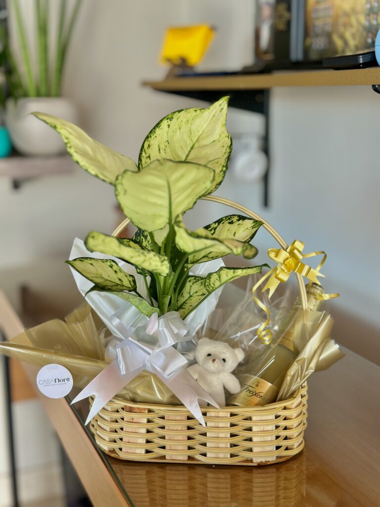 Cesta média + Aglaonema + ursinho + mini freixenet