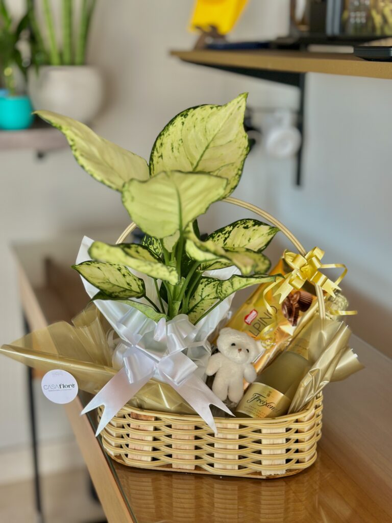 Cesta média + Aglaonema + barra de chocolate + ursinho + mini freixenet