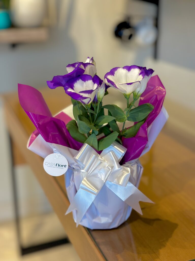 Lisianthus branco e roxo