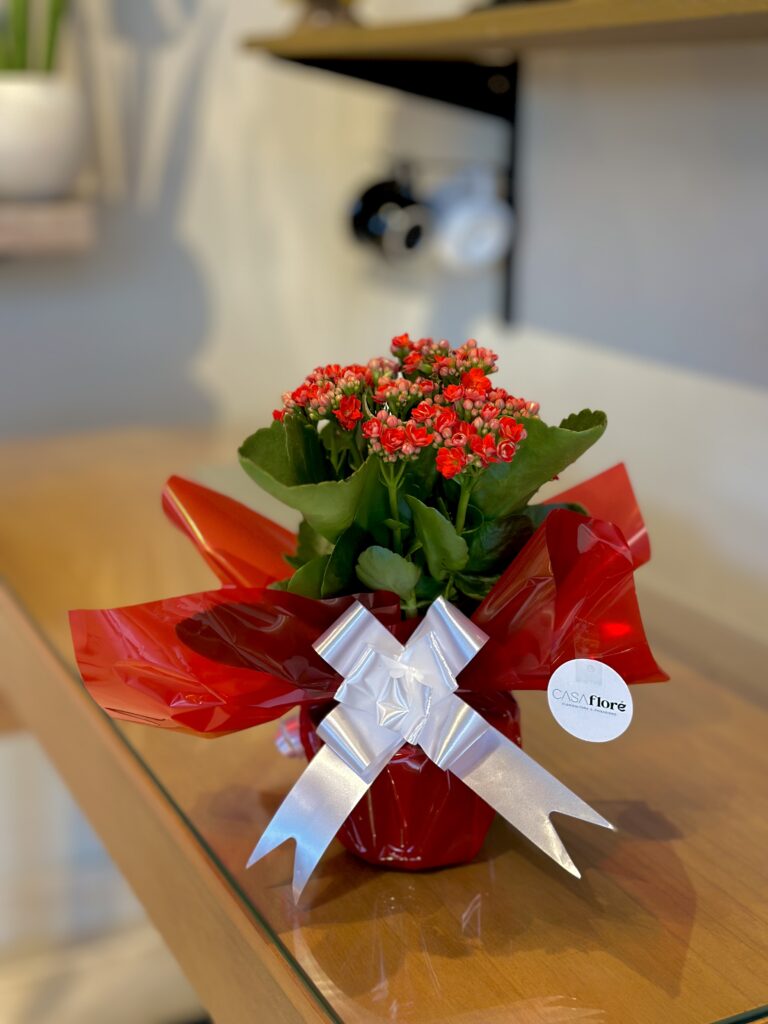 Kalanchoe vermelha