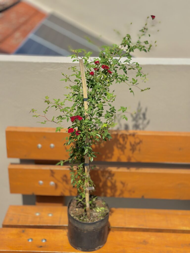 Mini roseira trepadeira
