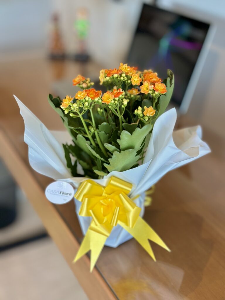 Kalanchoe laranja