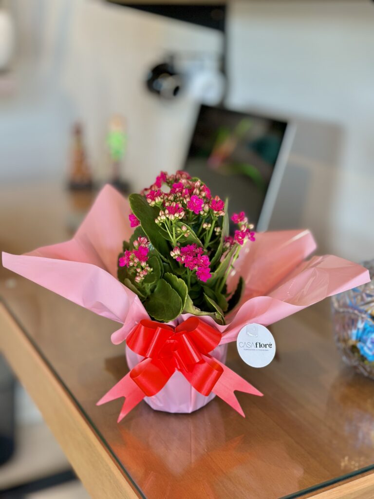 Kalanchoe rosa pink