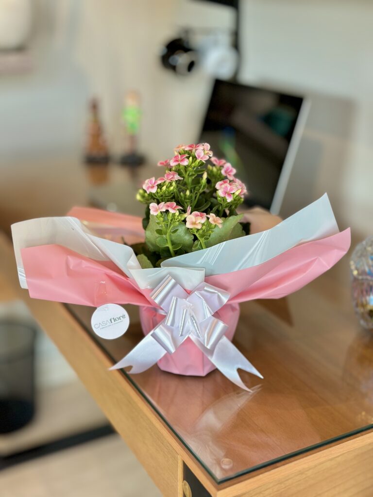 Kalanchoe rosa claro