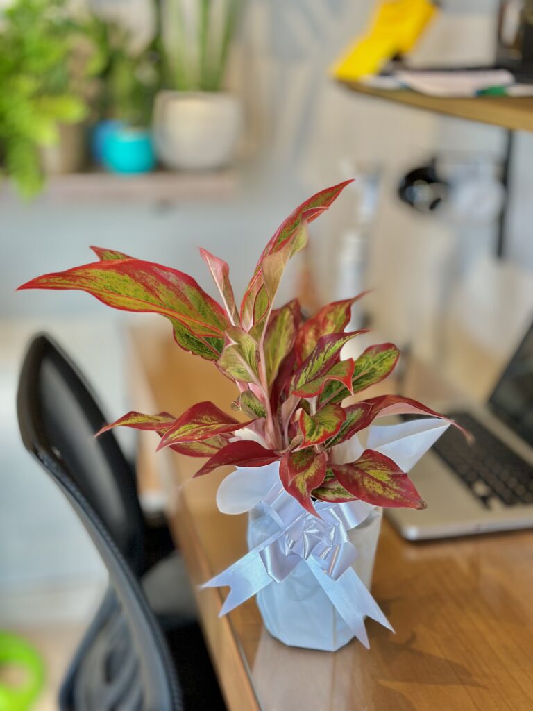 Aglaonema embalada (ADICIONE UM BALÃO CORAÇÃO POR R$: 8,90)