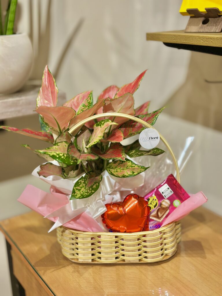 Cesta M + Aglaonema + balão coração + barra de chocolate