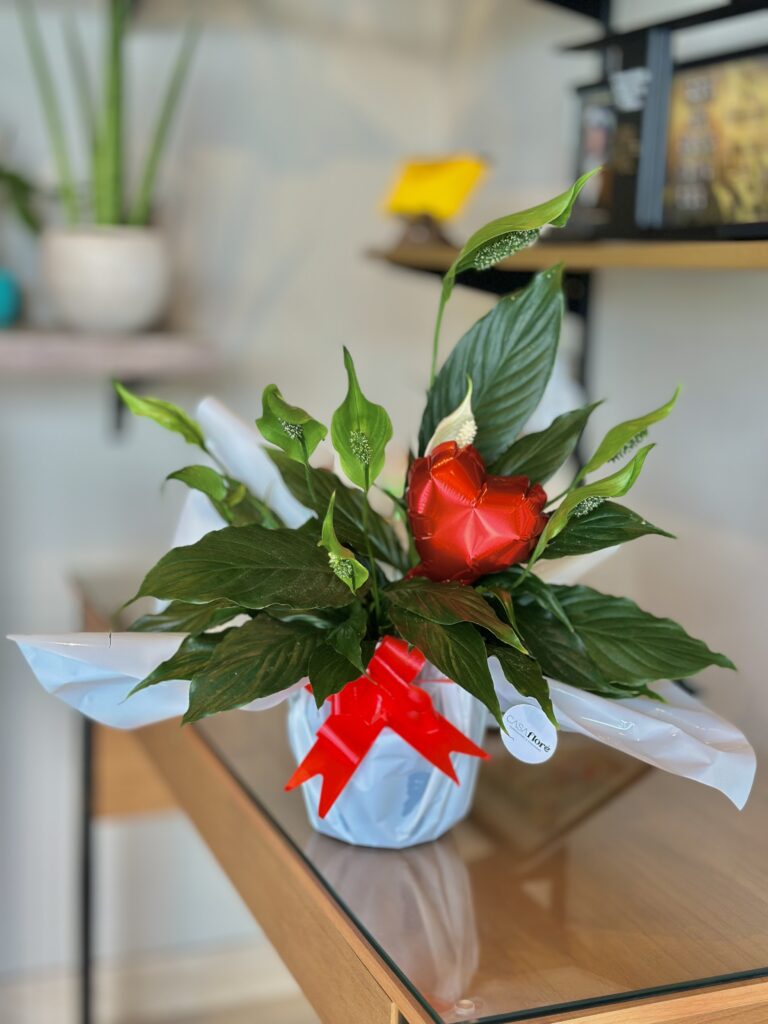 Lírio da paz G + balão coração
